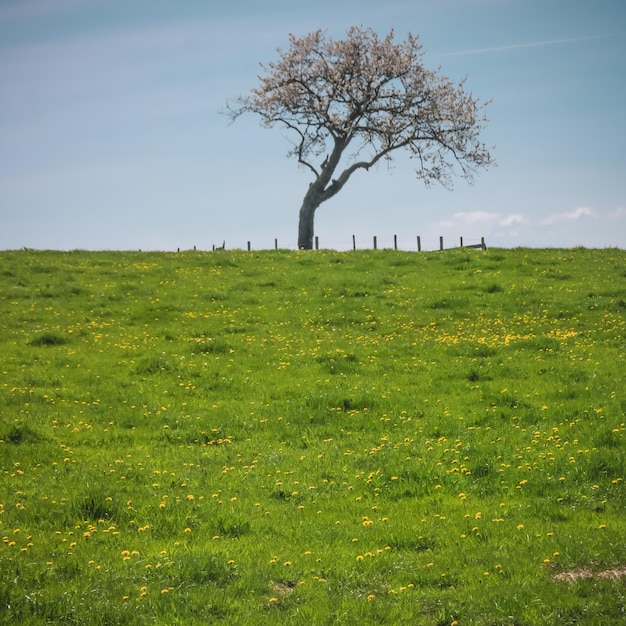 Photo tree on field against sky