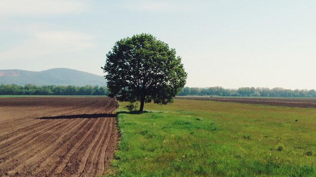 Photo tree on field against sky