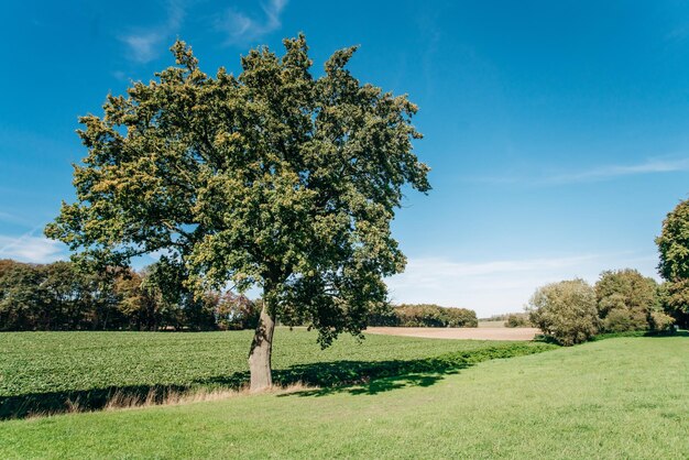 Foto albero sul campo contro il cielo