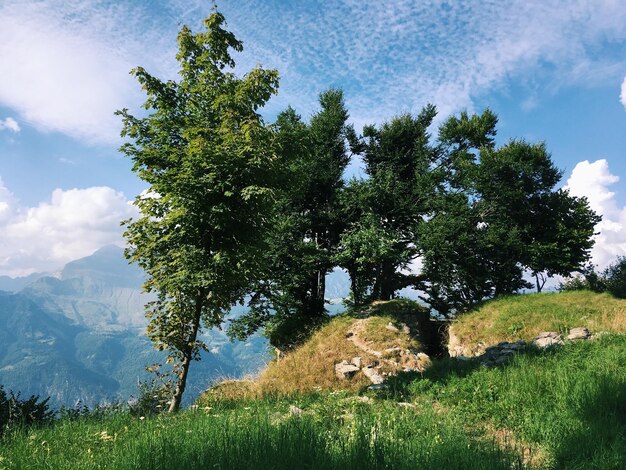 Foto albero sul campo contro il cielo