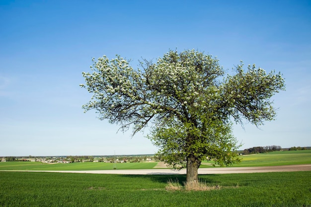 Tree on field against sky