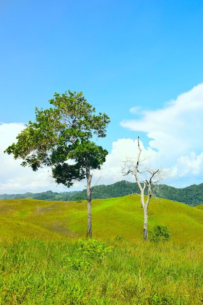 Foto albero sul campo contro il cielo