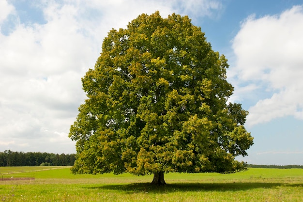 Foto albero sul campo contro il cielo