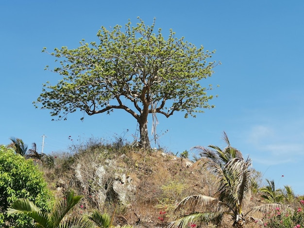 Foto albero sul campo contro il cielo