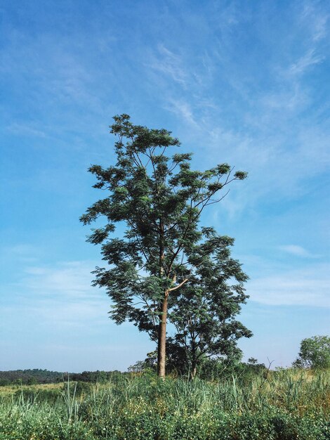 Tree on field against sky