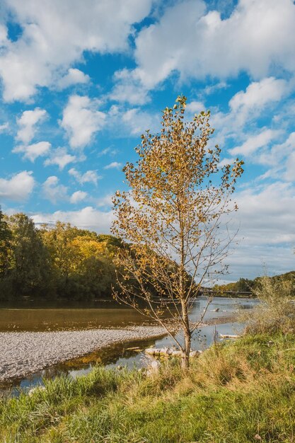 Tree on field by lake against sky