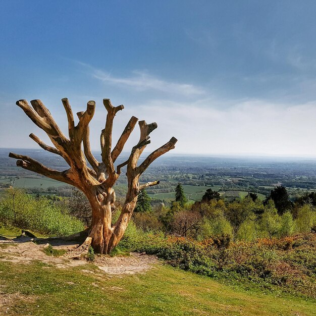 Foto albero sul campo dal mare contro il cielo