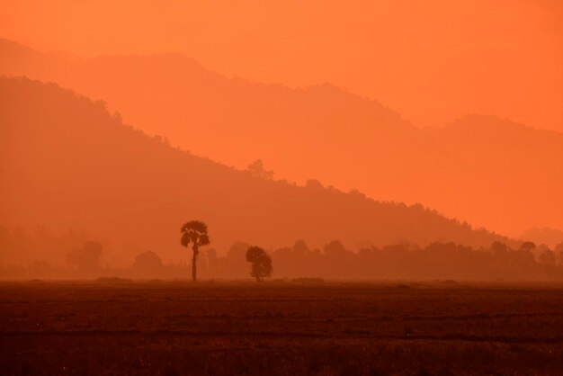 Foto albero sul campo in tempo di nebbia