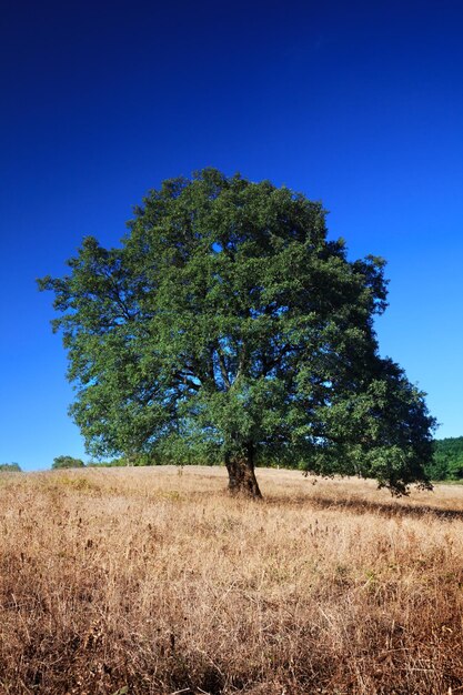 A tree in a field of golden wheat