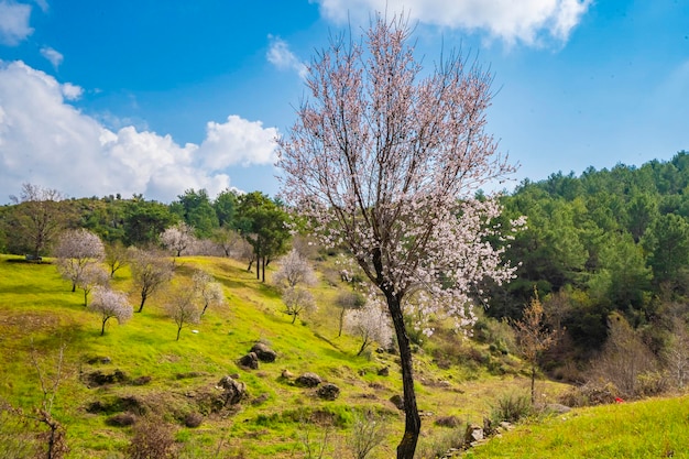 Foto un albero in un campo di erba verde con un cielo blu e nuvole bianche