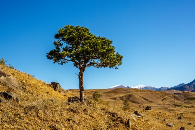 Tree on the field on sunny day