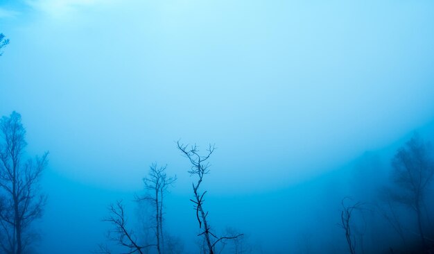 Photo tree in a field winter season