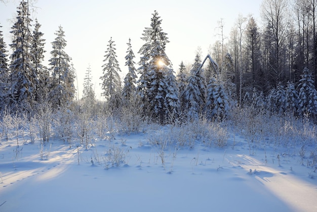 tree in a field in winter