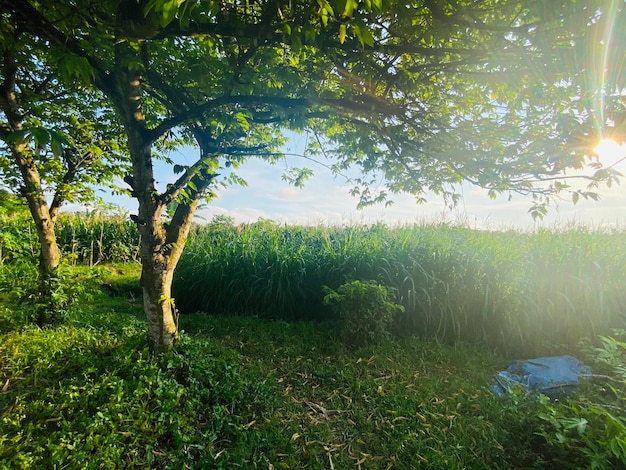 A tree in a field with a blue blanket in the foreground and a blue blanket in the foreground.