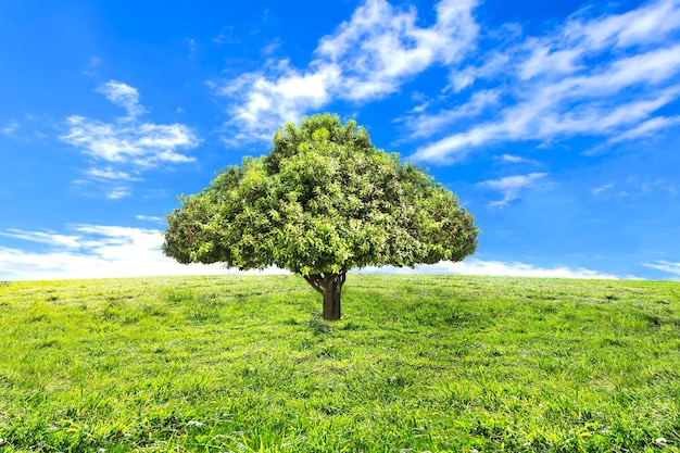 A tree in a field with a blue sky in the background