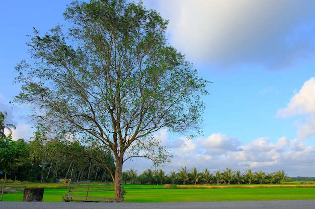 Photo a tree in a field with a blue sky in the background