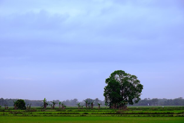 Foto un albero in un campo con un cielo blu sullo sfondo