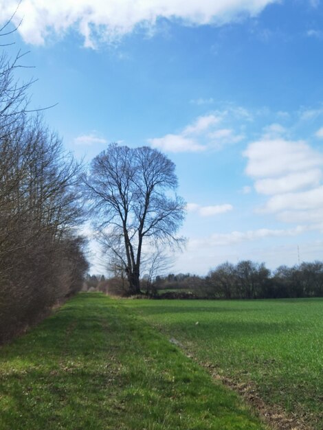 A tree in a field with a blue sky