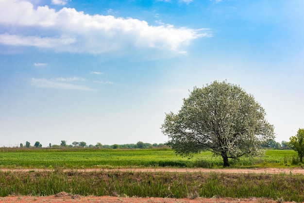 A tree in a field with clouds in the background