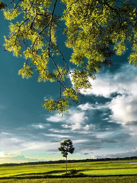 A tree in a field with a cloudy sky in the background