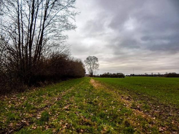 A tree in a field with a cloudy sky