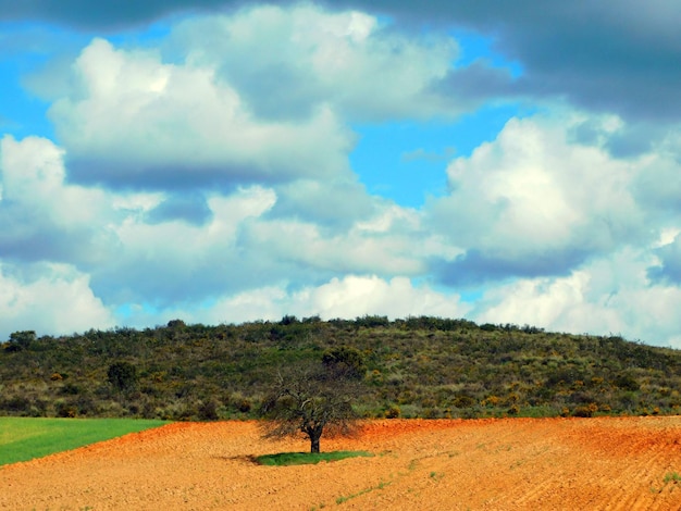 A tree in a field with a cloudy sky