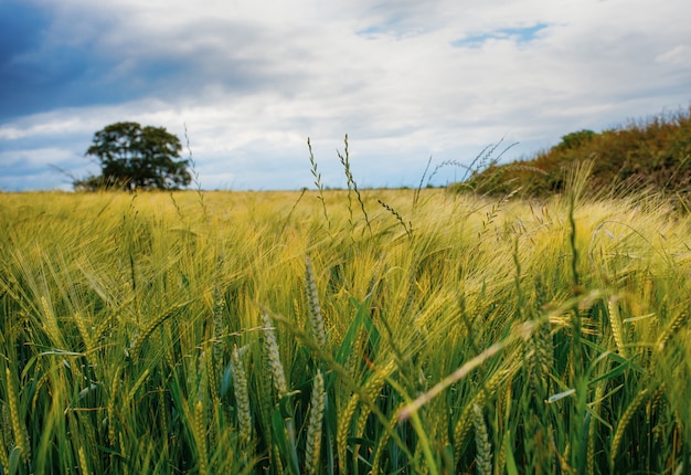 tree in a field with green grains