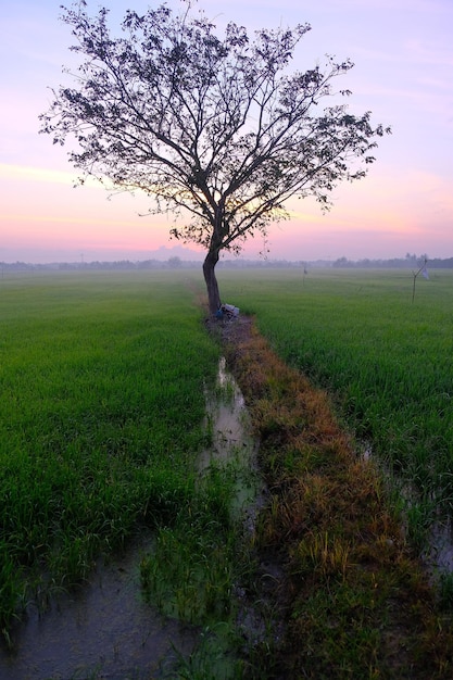 A tree in a field with a man sitting under it