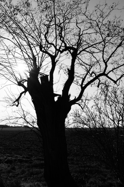 A tree in a field with the sun behind it