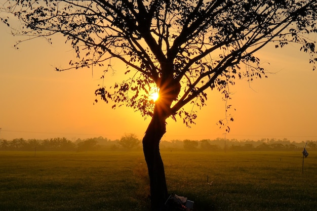 A tree in a field with the sun setting behind it