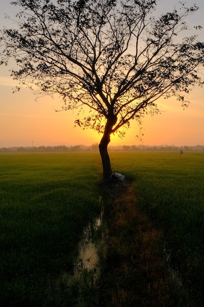 A tree in a field with the sun setting behind it