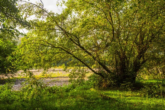 A tree in the field with the sun shining on it