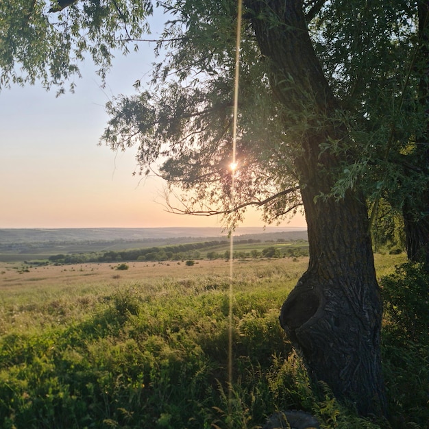 A tree in a field with the sun shining through the trees