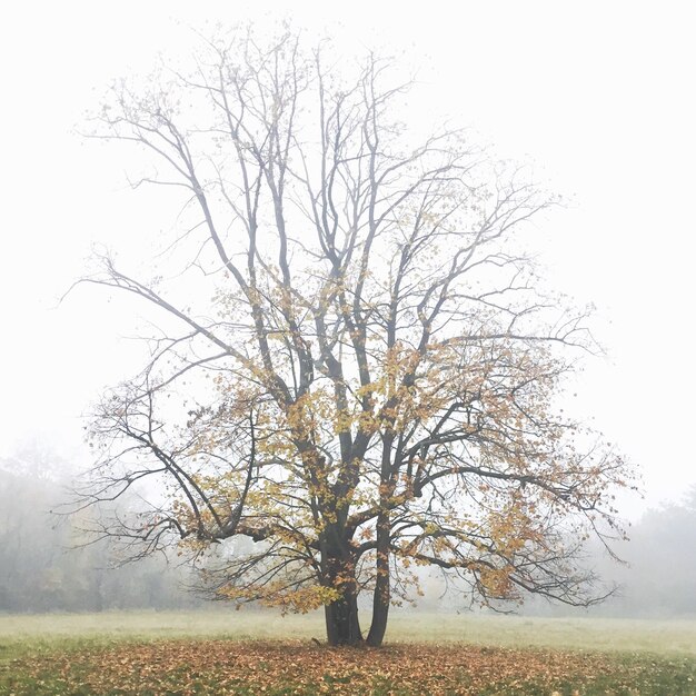 Photo tree in field