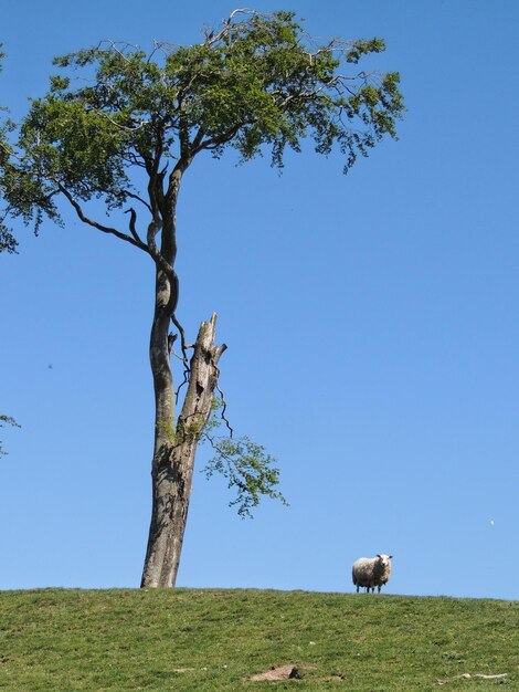 Tree in a field