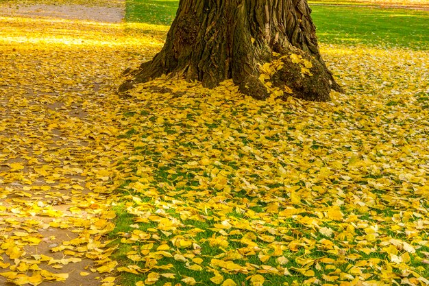 Tree on field