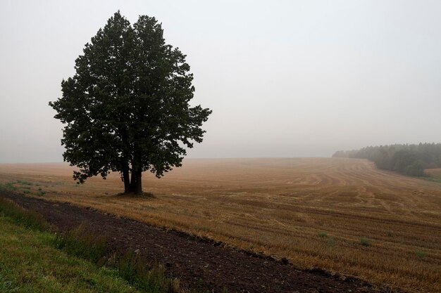 Tree in the field