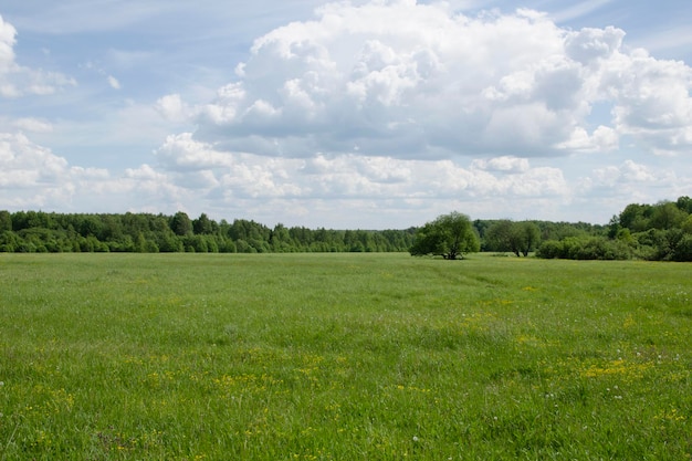 Photo tree in a field