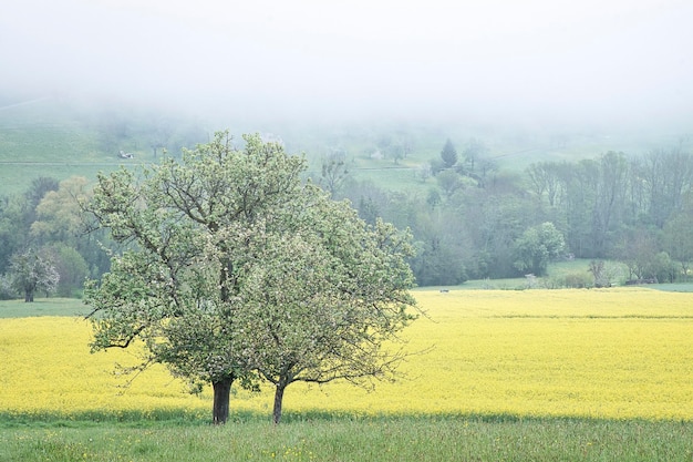 tree in the field