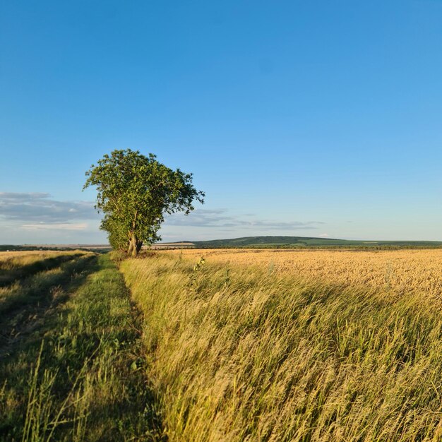 A tree in a field