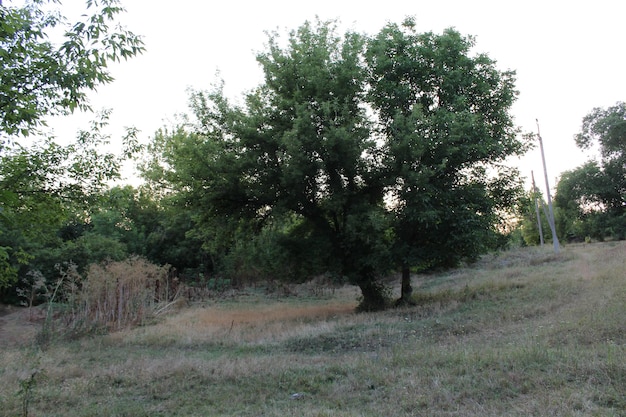 A tree in a field