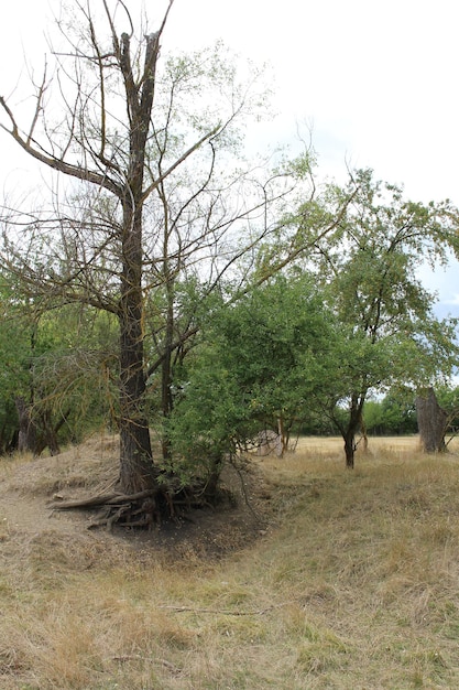 A tree in a field