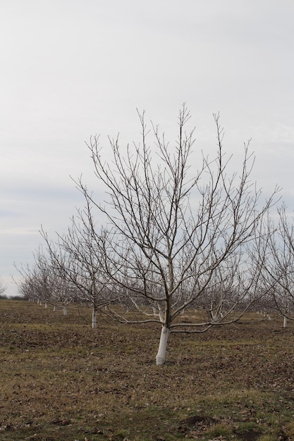 Photo a tree in a field