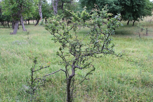 A tree in a field