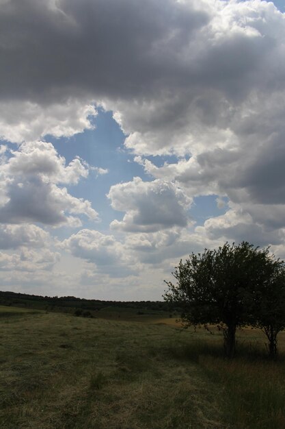 A tree in a field