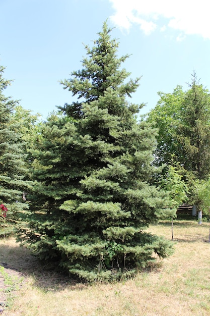 Foto un albero in un campo