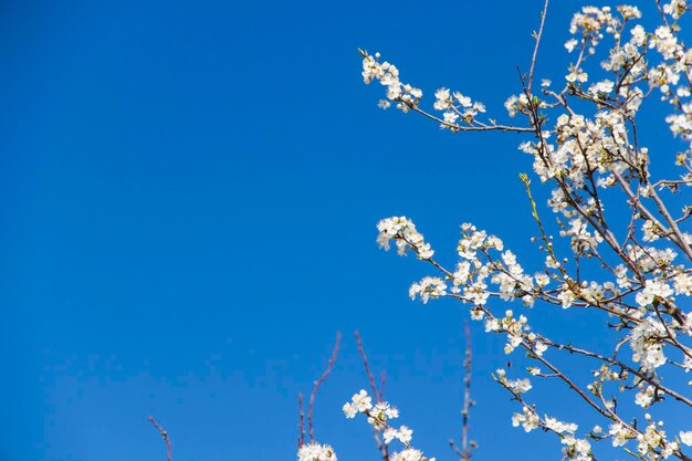 写真 木の花と枝の春の木の眺め