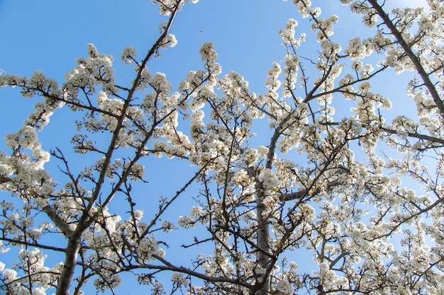 Photo tree flowers and branch spring tree view