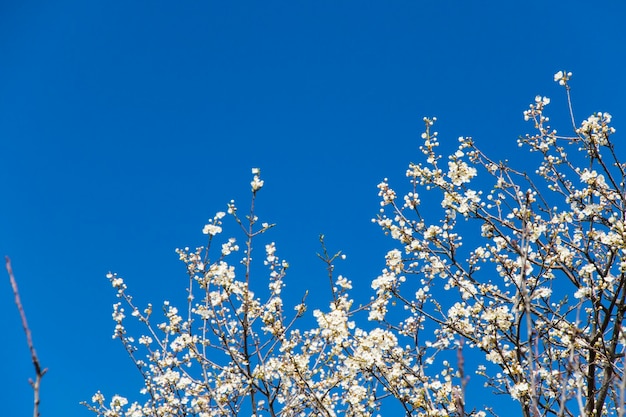 Photo tree flowers and branch spring tree view