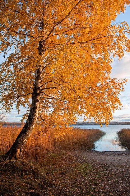 Tree in forest during autumn